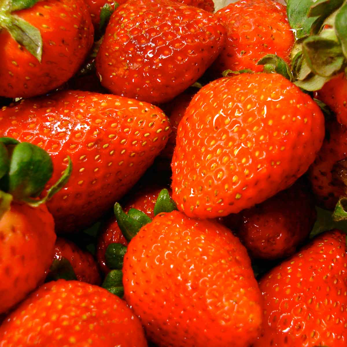 Food Photography