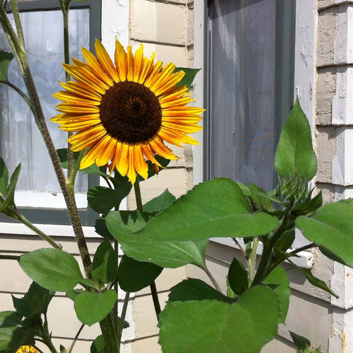 Akram's Garden